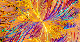 Кристалите на лекарството аминофилин