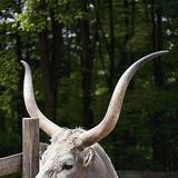 Унгарско сиво говедо