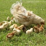 Кокошка и пилета