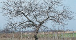 Ябълково дърво и неговата кора