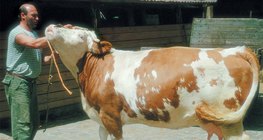 Домашно говедо