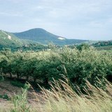 Лято в ябълковата градина