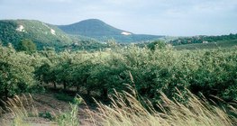 Лято в ябълковата градина