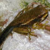 Young Frog - KimberlyP ELPS 301 Portfolio