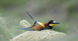 Къпещ се в пясък европейски пчелояд