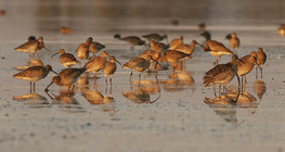 Голям свирец