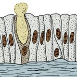 Едноклетъчна жлеза