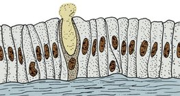 Едноклетъчна жлеза