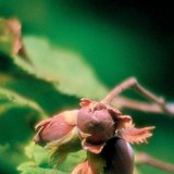 Плодът на лешника