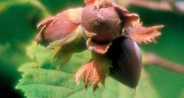 Плодът на лешника