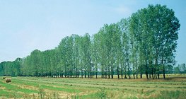 Горски пояс за спиране на ветровете и пясъка