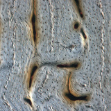 Кост (надлъжен шлифован разрез)