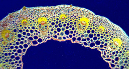 Напречен разрез на мекото стебло на петура