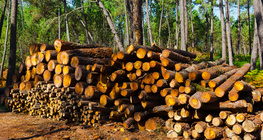 Дърводобив