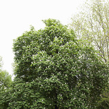 Цъфтящ кестен