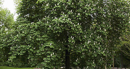 Цъфтящ кестен