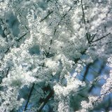 Белите цветчета на трънката