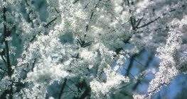 Белите цветчета на трънката