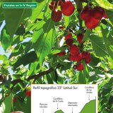 Frutales en la IV Región