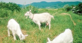 Домашни кози