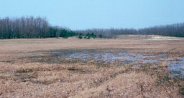 Дървета, посадени да спират ветровете и пясъка
