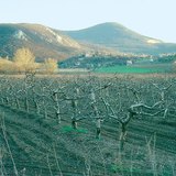 Зима в ябълковата градина