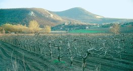 Зима в ябълковата градина