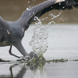 Птица лови риба под леда