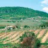 Обработването на земята в посока, паралелна на наклона, повишава ерозията