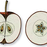 Вертикален и напречен разрез на ябълка