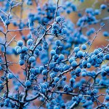 Костилковият плод на трънката