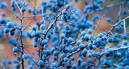 Костилковият плод на трънката