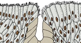 Многоклетъчна жлеза