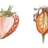 Разрез на ягода и на шипка