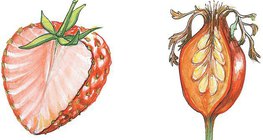 Разрез на ягода и на шипка