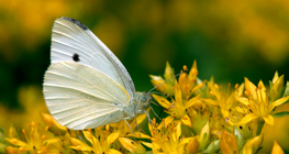 Зелева пеперуда