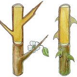 Бодлите на трънката и на розата