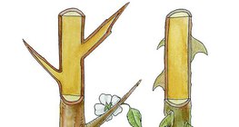 Бодлите на трънката и на розата