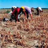 Суша на полето, засято с лук