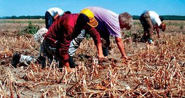 Суша на полето, засято с лук