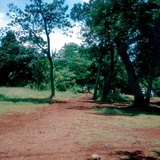 Латерити - почвите, типични за зоната на тропиците