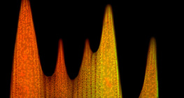 Ултраструктурата на люспите на пеперудените крила