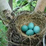 Птиче гнездо