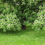 Цъфтящ кестен