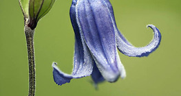 Алпийски повет