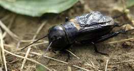 Полски щурец