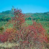 Шипков храст