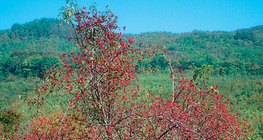 Шипков храст