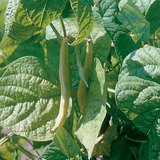 Бобово растение с жълти шушулки