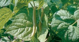 Бобово растение с жълти шушулки